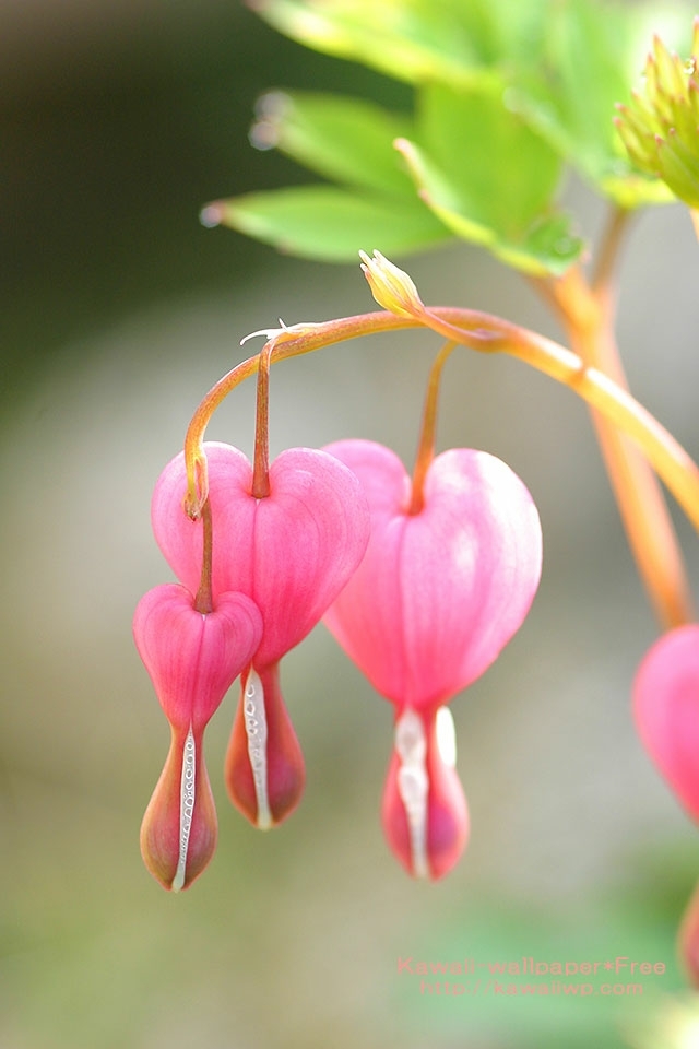 Heart-shaped flowers