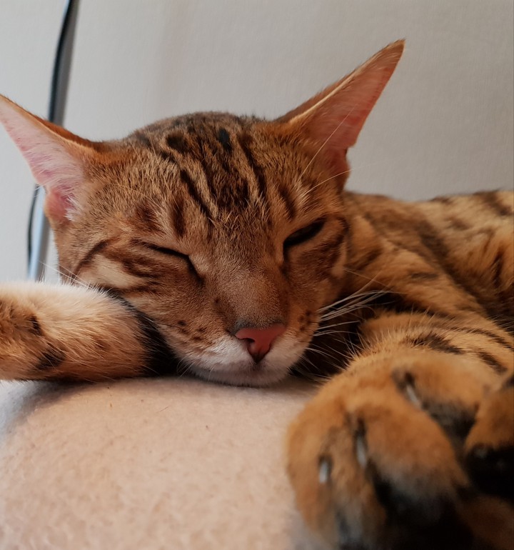 cat