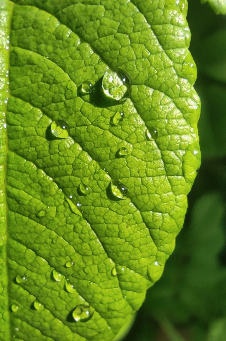 green