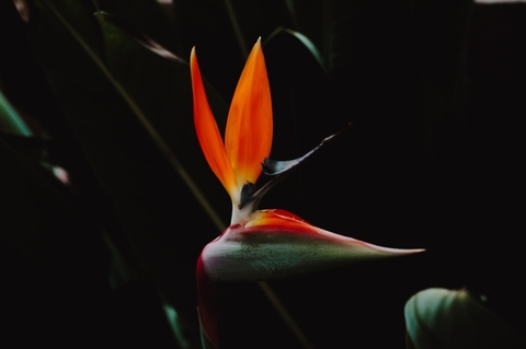 "After women, flowers are the best creations"