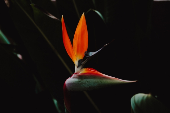 "After women, flowers are the best creations"