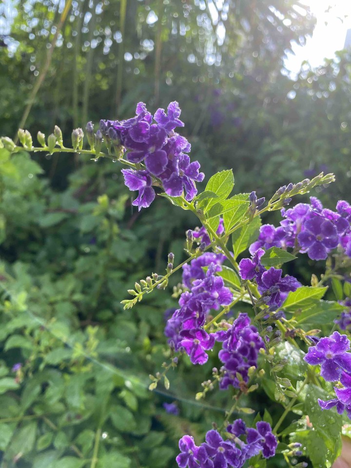 flower