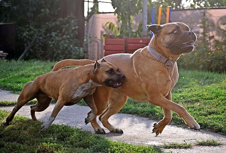 dogs