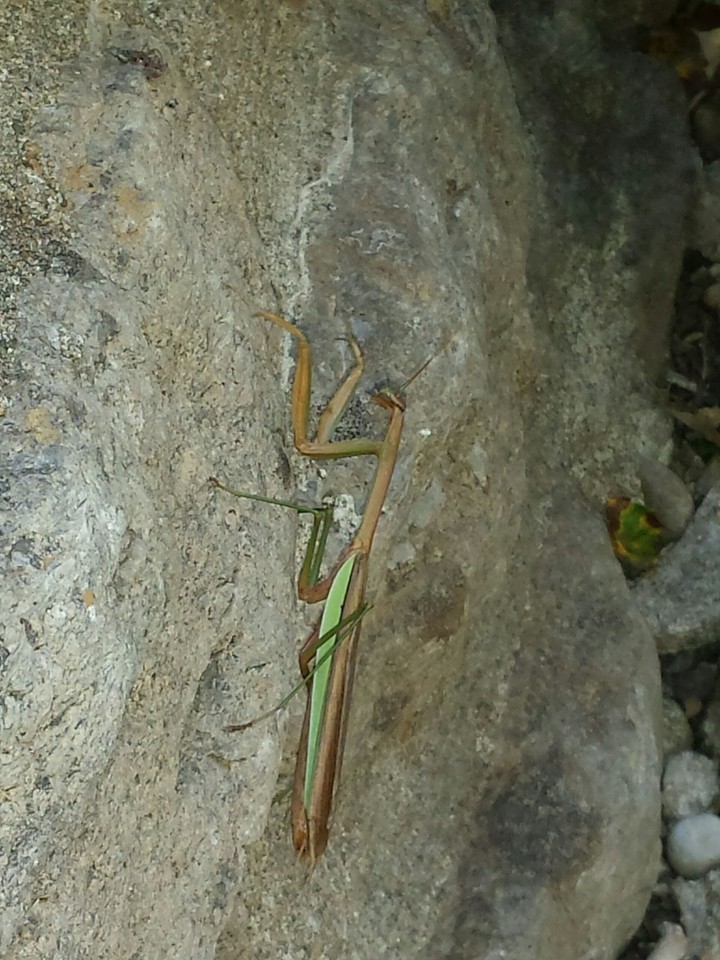well....who is this lovely lady creeping up my wall?