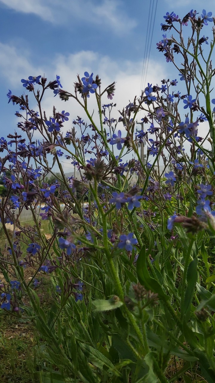flowers