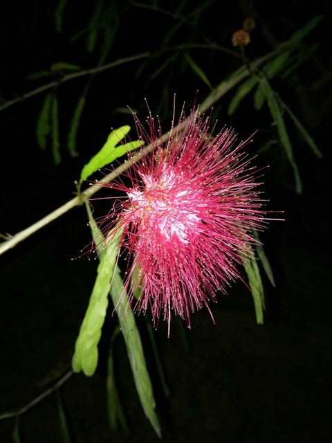 red flower at night