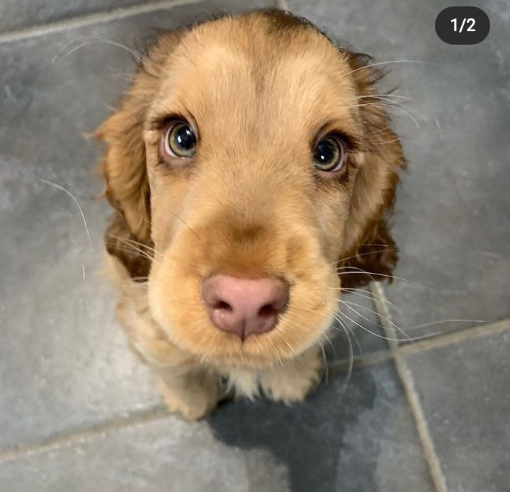 Beautiful dog ?☝️