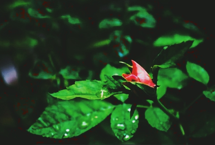 nature