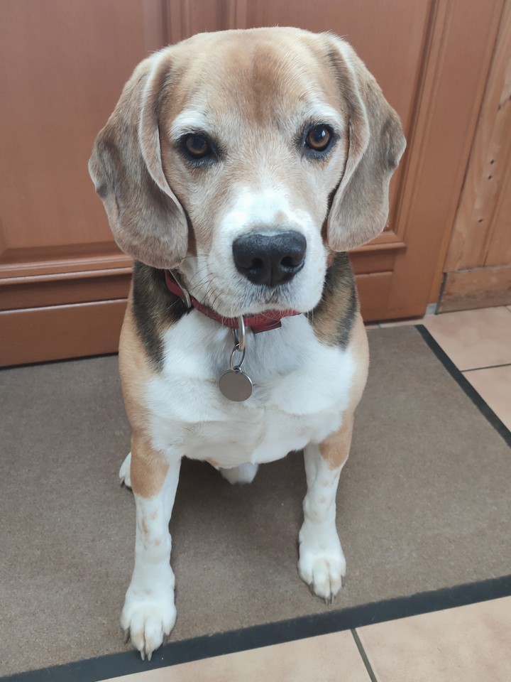 Good boy, my beagle.