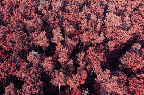 groundcover, pink wallpapers