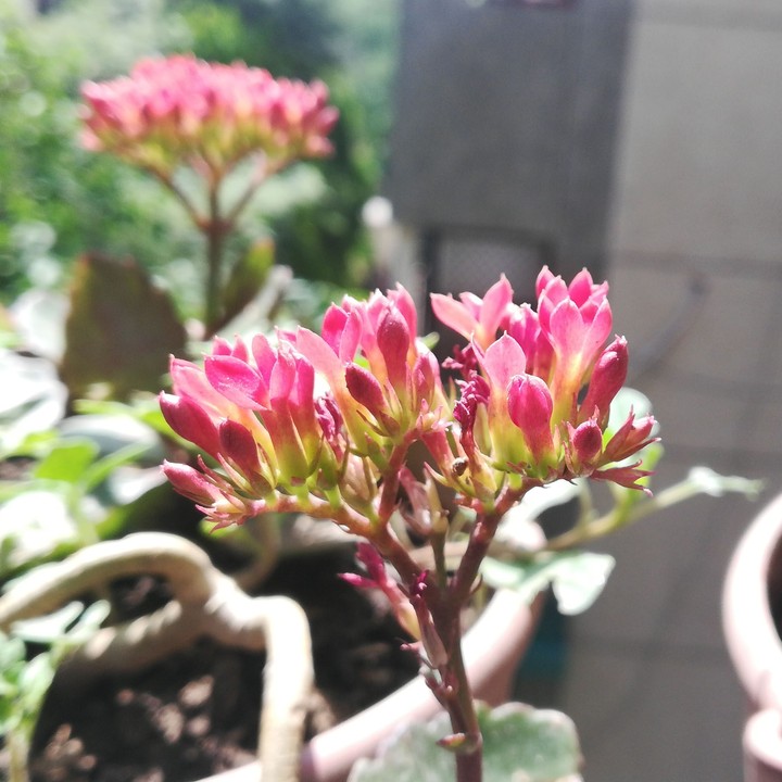 Blooms