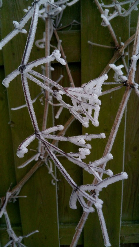 frozen branch