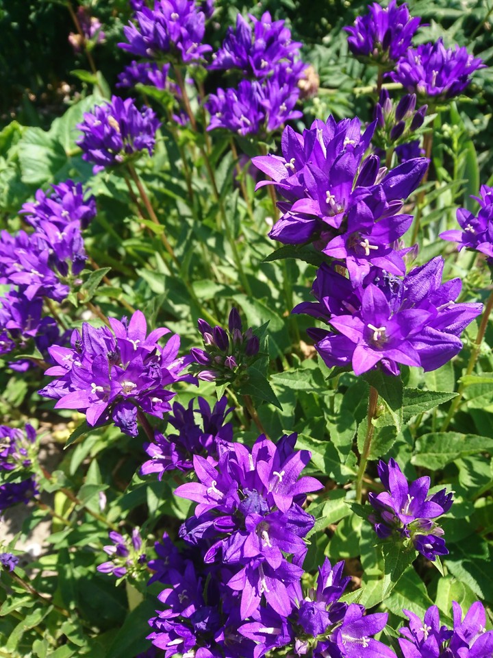 summer flowers