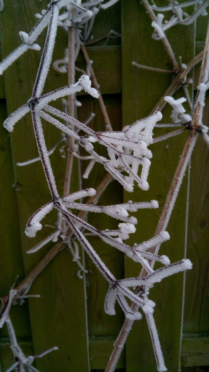frozen branch