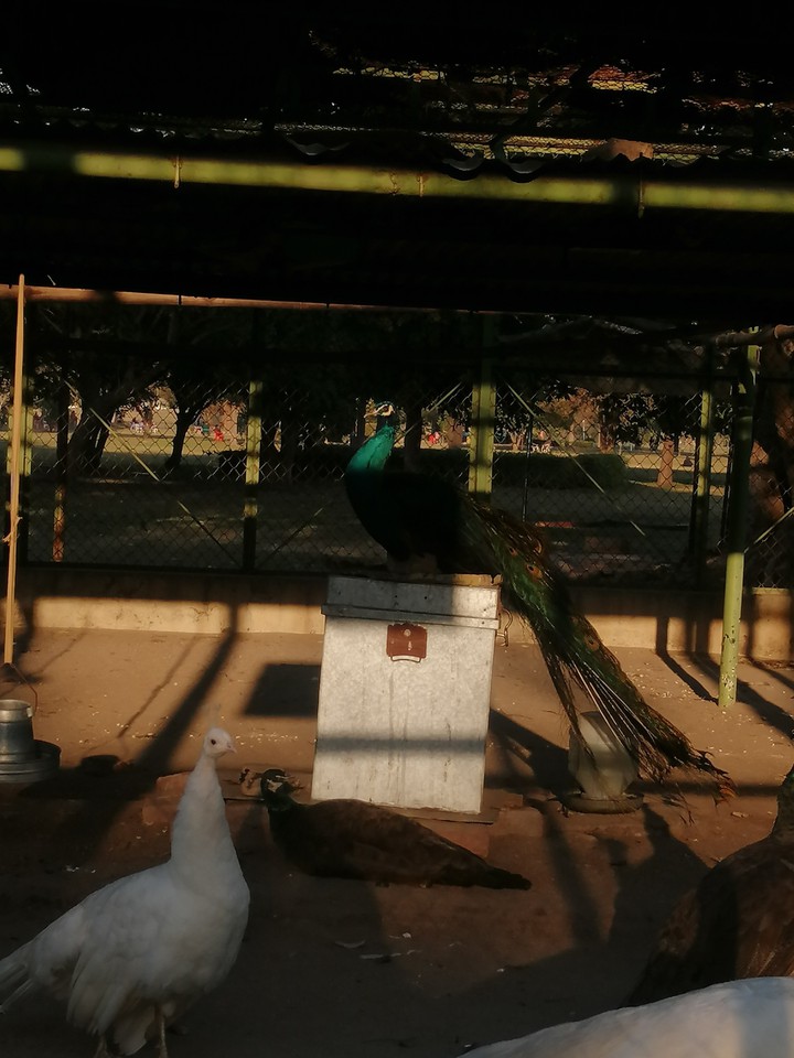 peacock