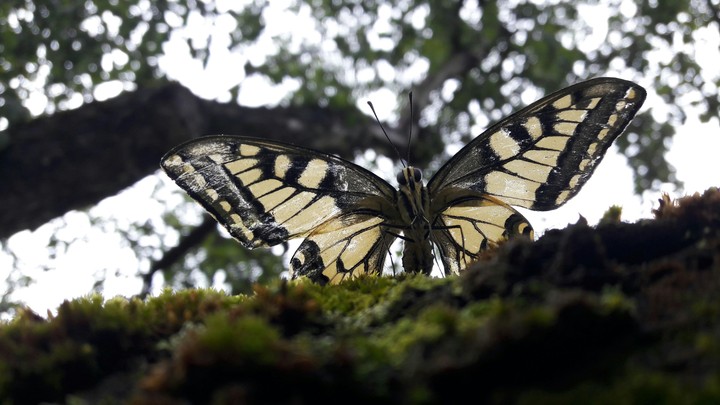 Butterfly