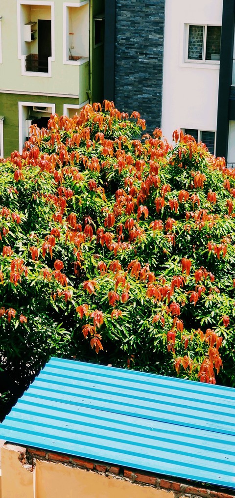 Monsoon mornings