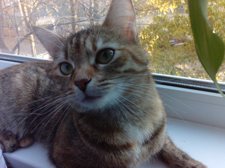 my cat♥