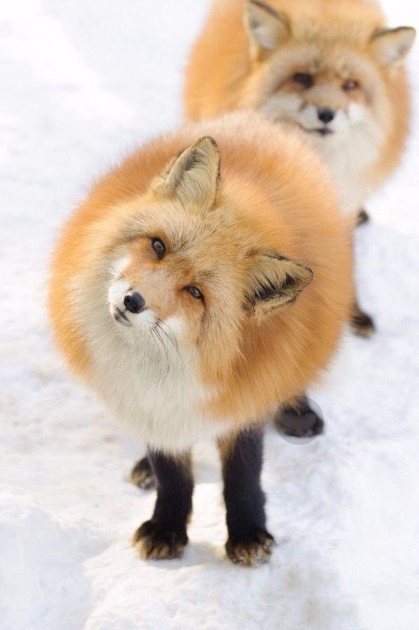 Foxes