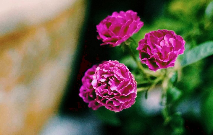 rose