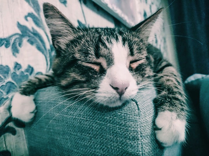Мой тигр спит