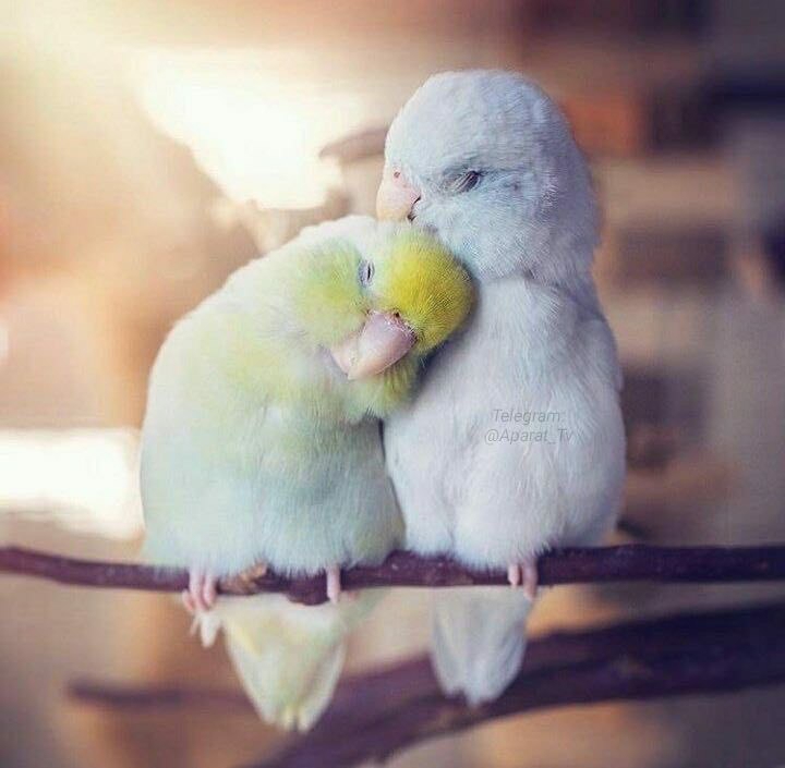 love