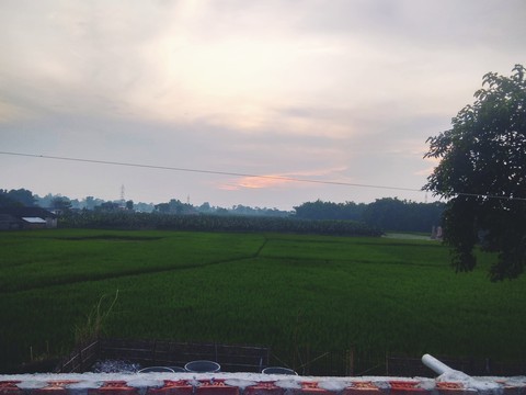 Ali's Bakyard Field