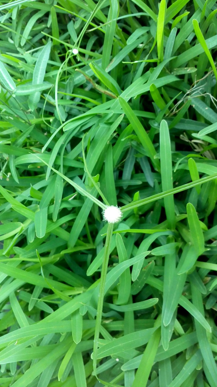 tiny white flower