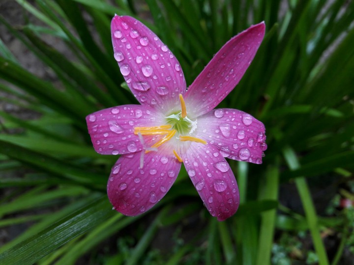 Flower