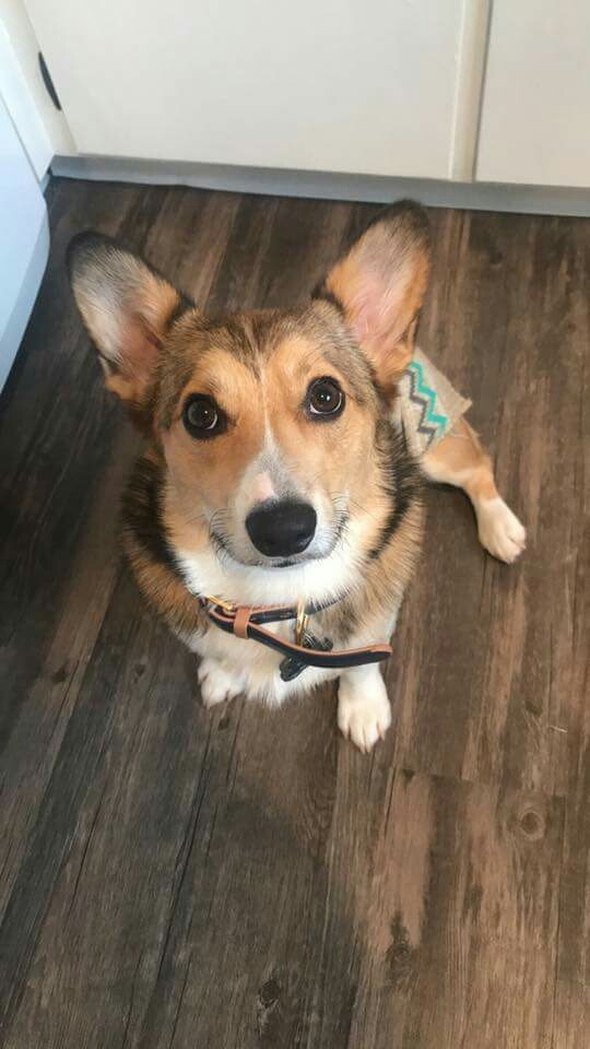 Corgi