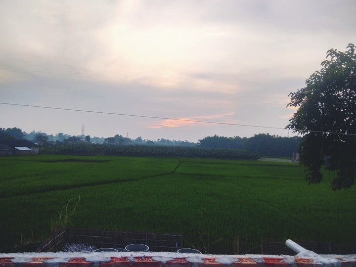Ali's Bakyard Field