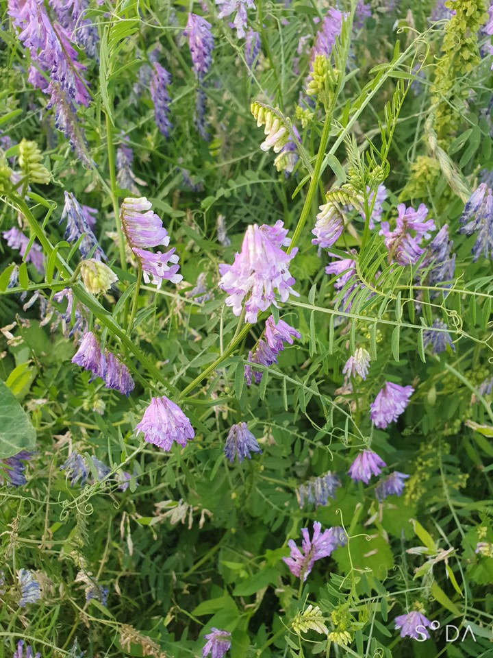 보라