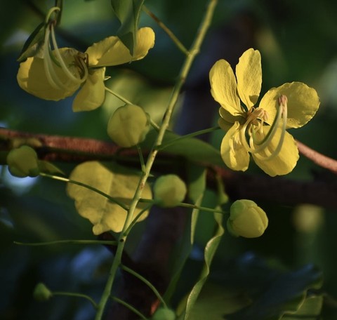 шпалери senna, plant