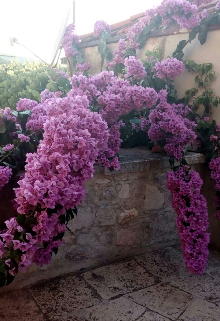 Flower Power - CROATIA - Brac
