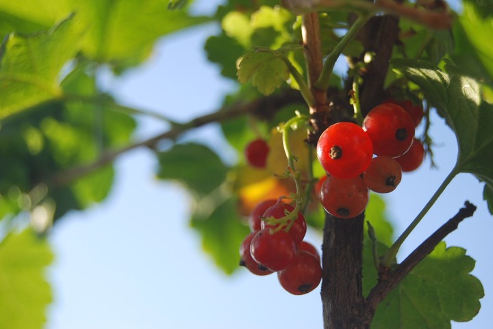 обои