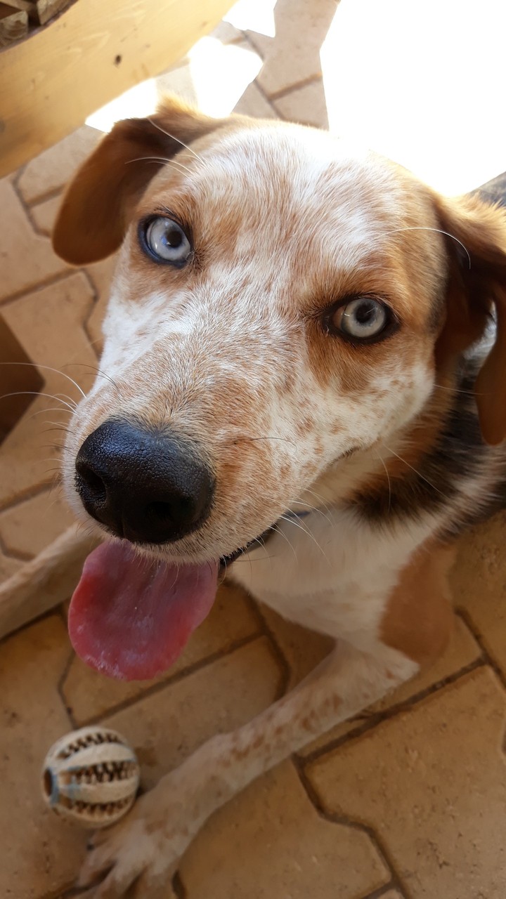Happy Dog