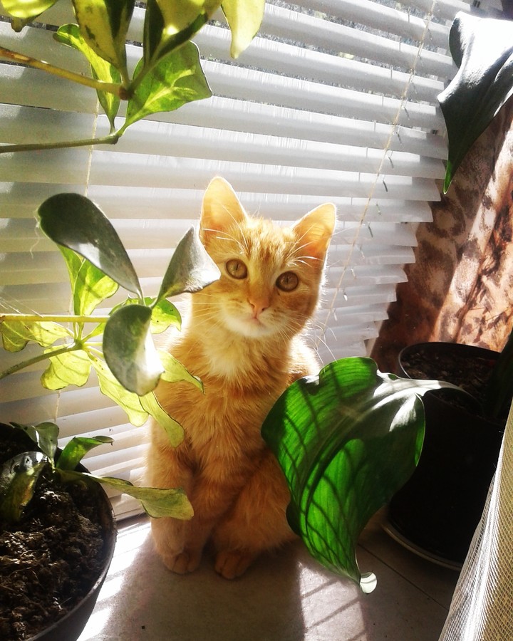 cat
