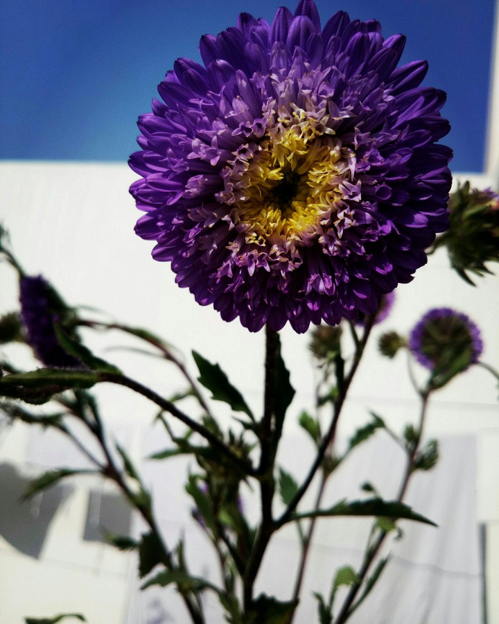 flower