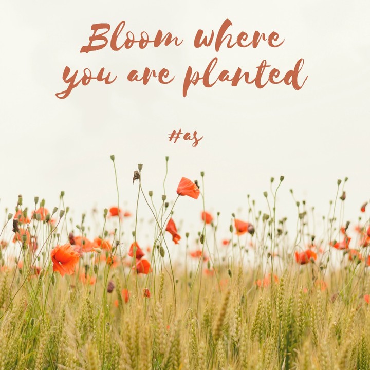 bloom