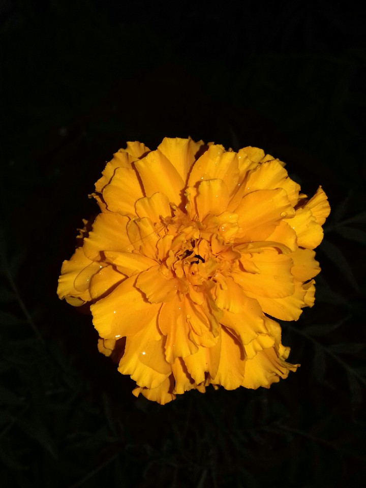 orange flower