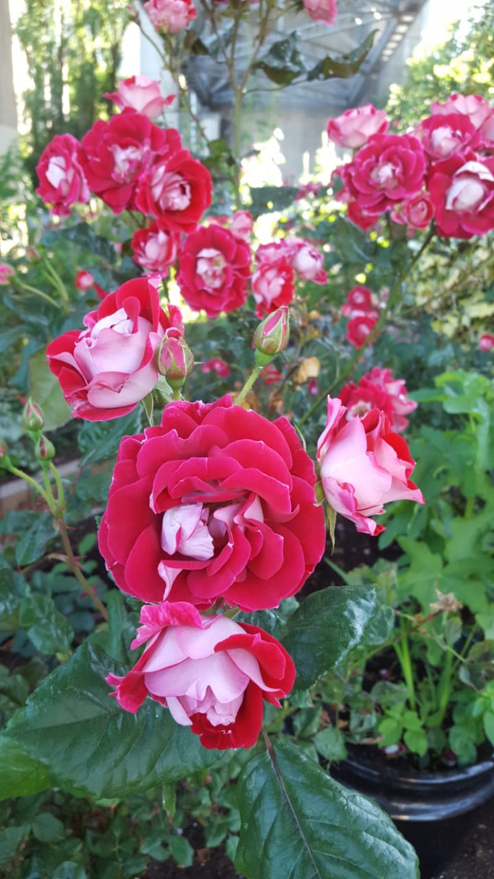 Red Roses