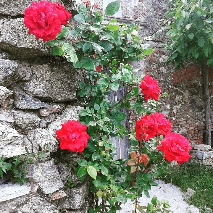 Rose