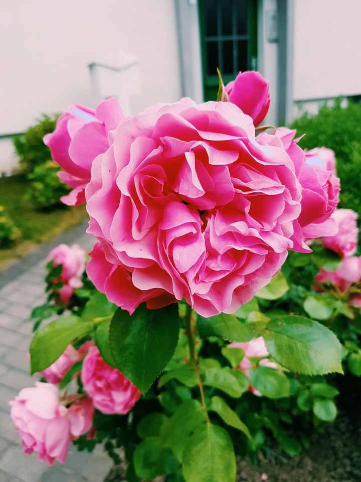 Flower
