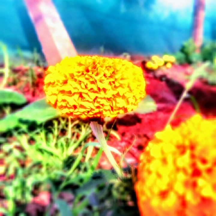 marigold