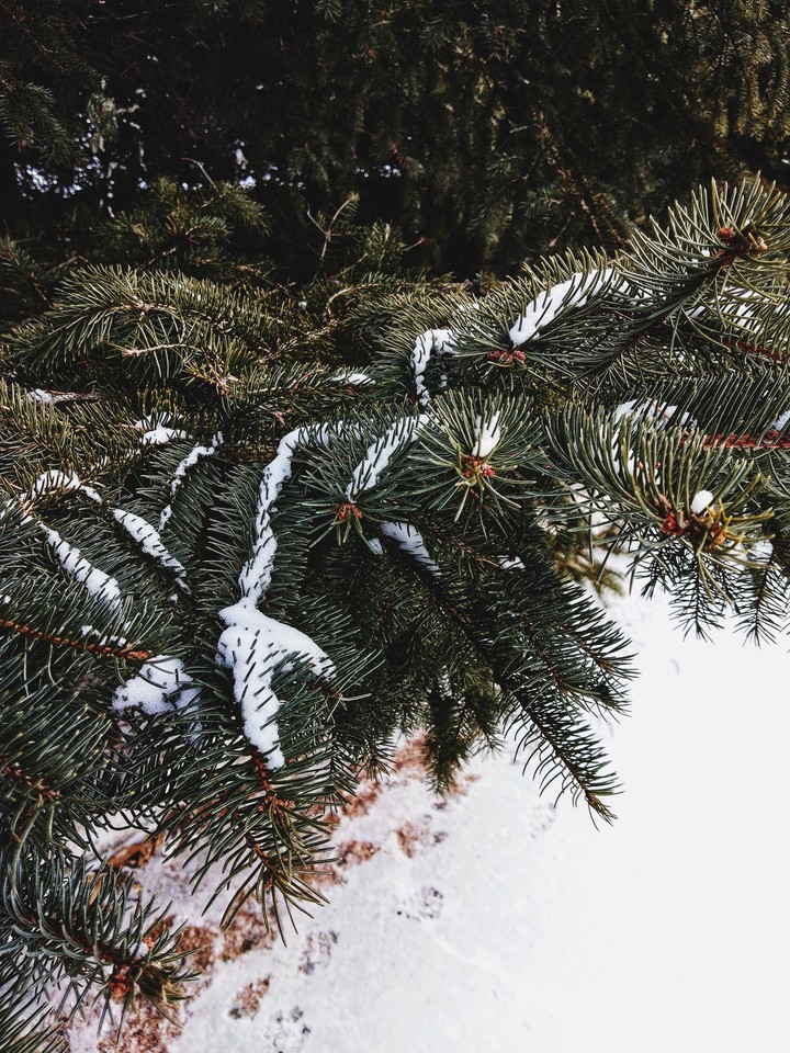 tree