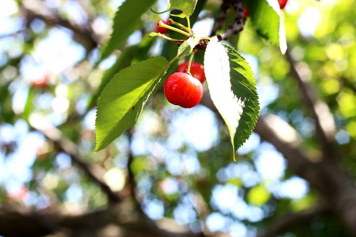Fresh Berry