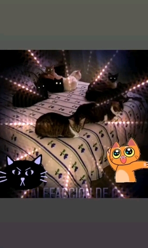 Mis gatos