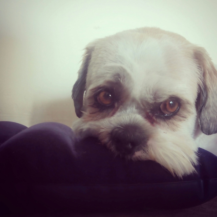 Dog 