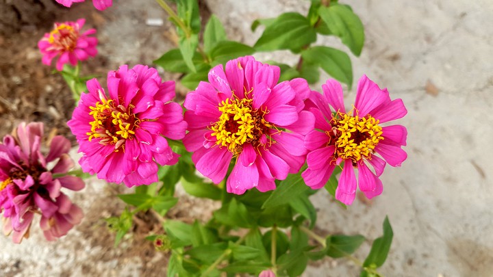 flowers