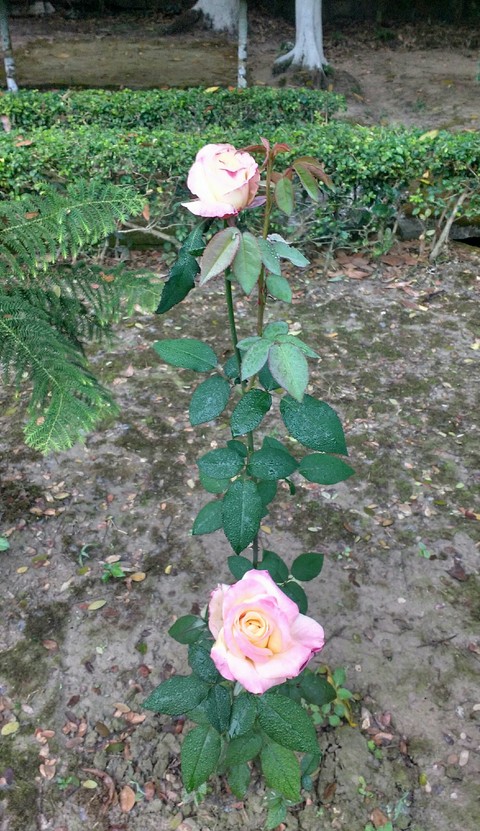 the pink Panther of my garden